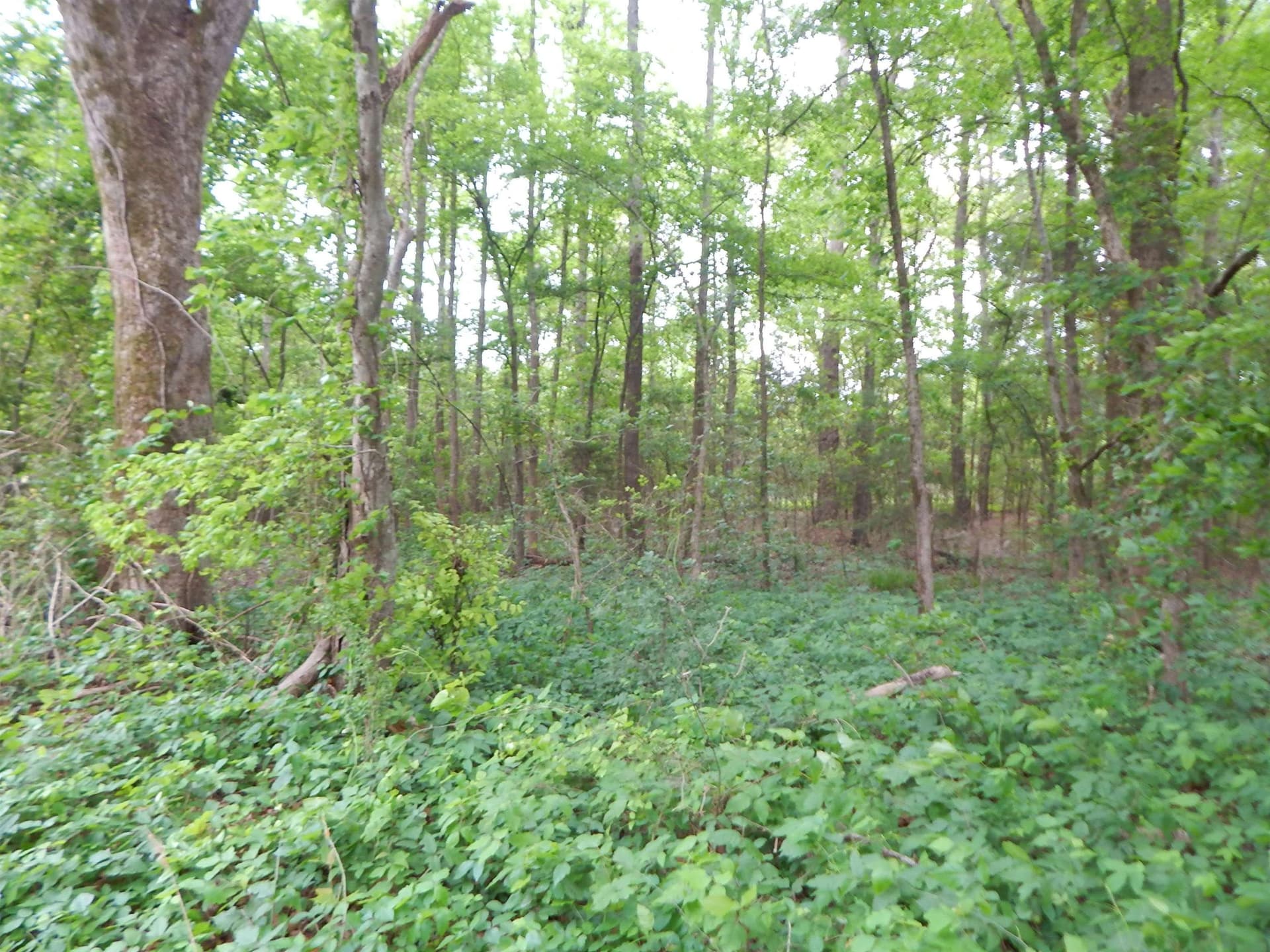 3.07 acres in Upshur County gallery image 4