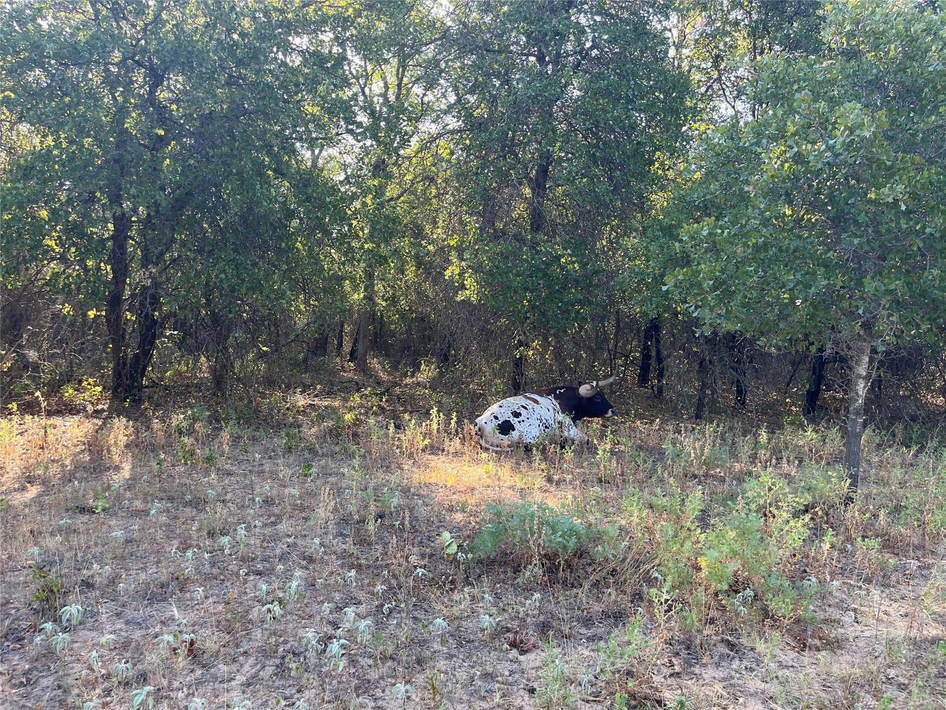 31.14 acres in Comanche County - photo 24