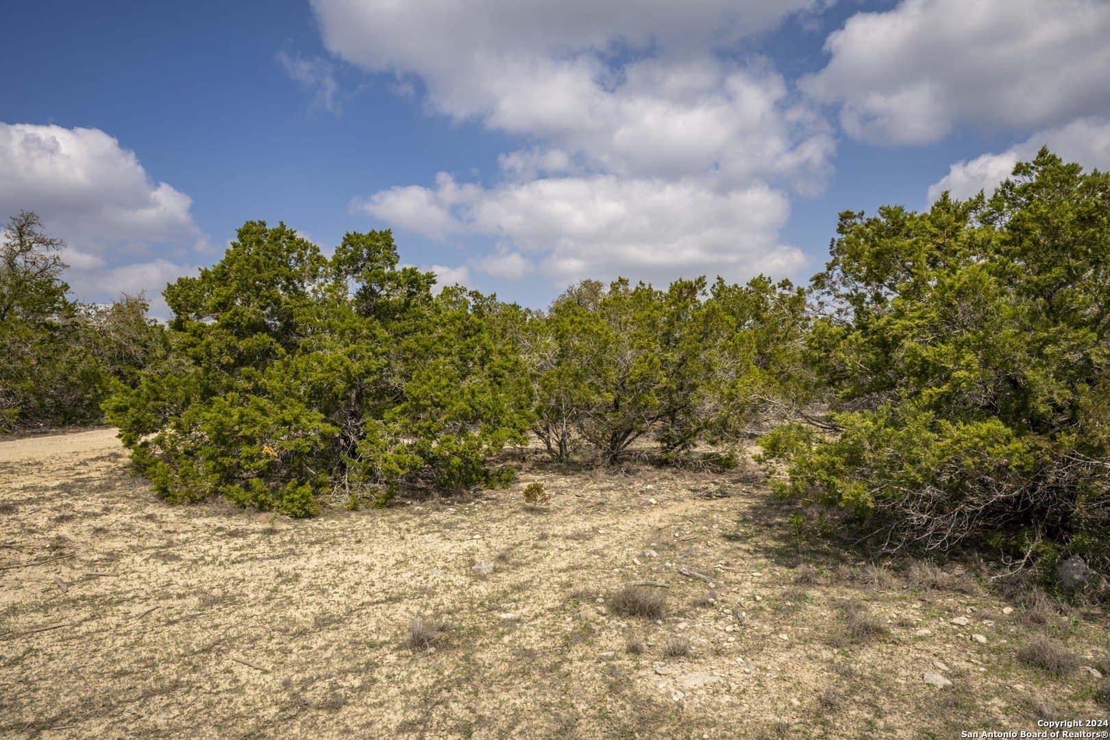 0.25 acres in Comal County gallery image 3