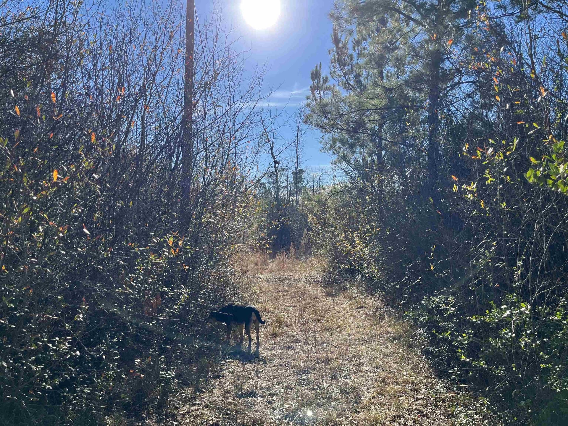 11 acres in Texas County gallery image 3