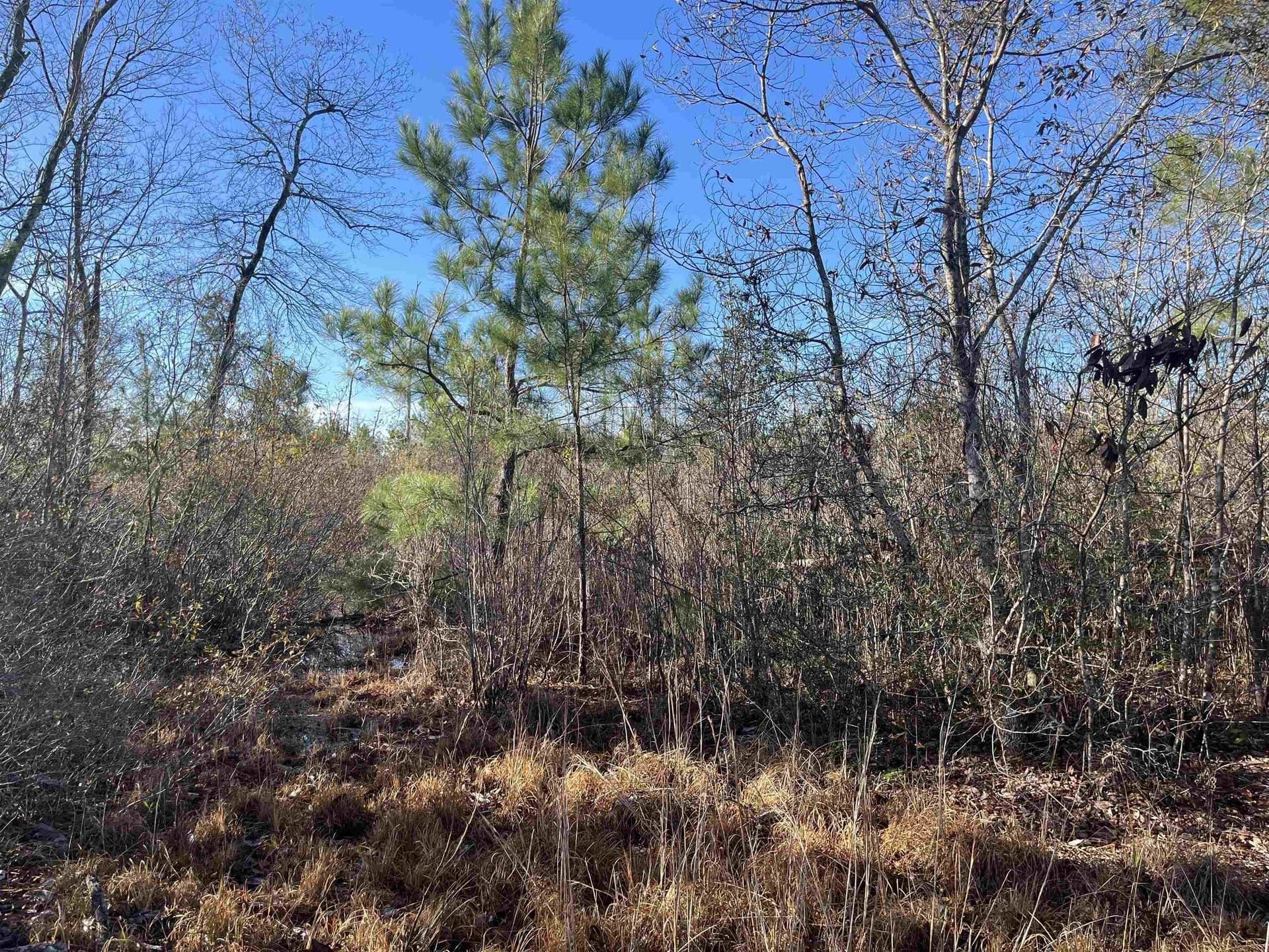 11 acres in Texas County gallery image 4