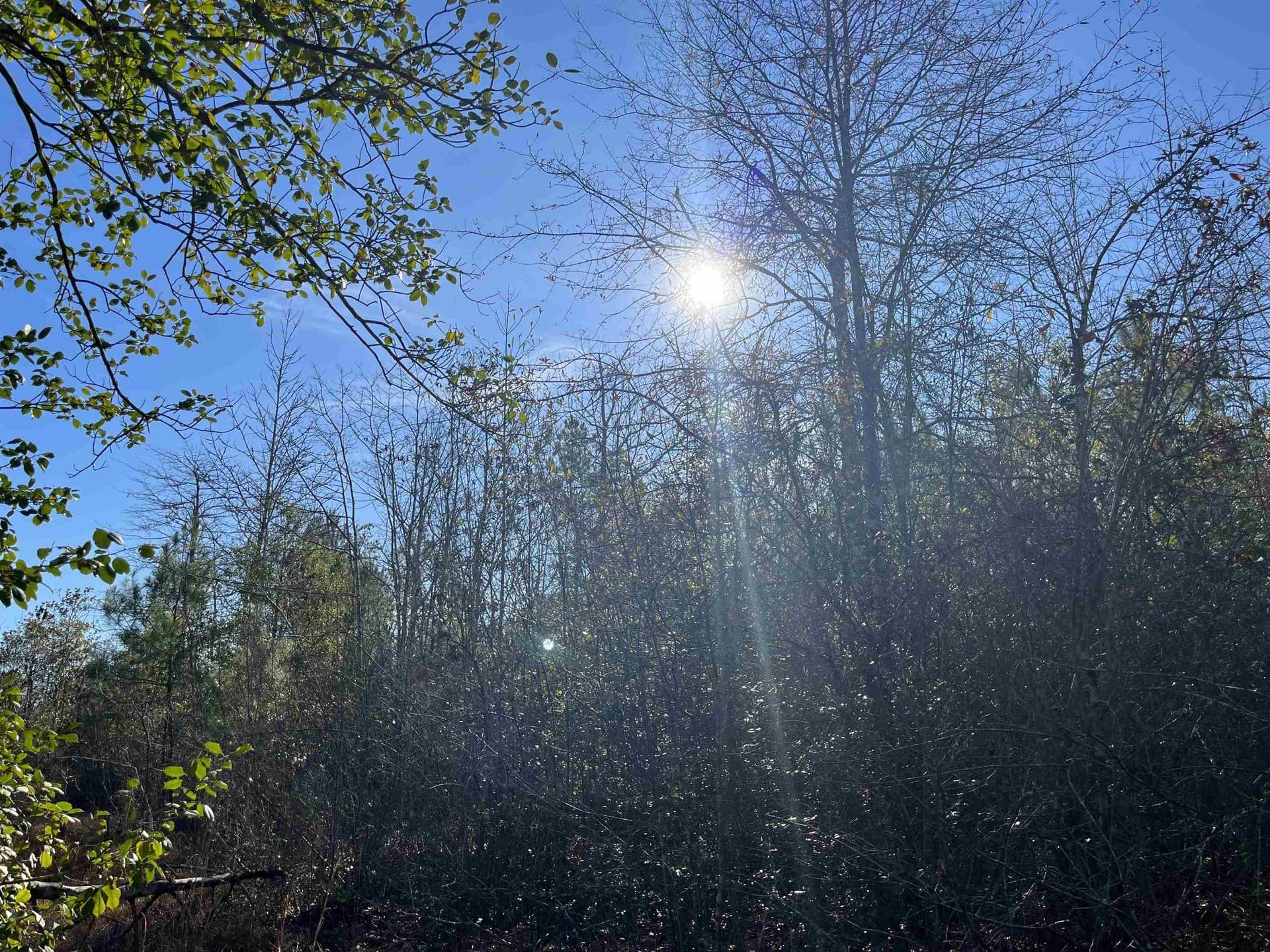 11 acres in Texas County featured view