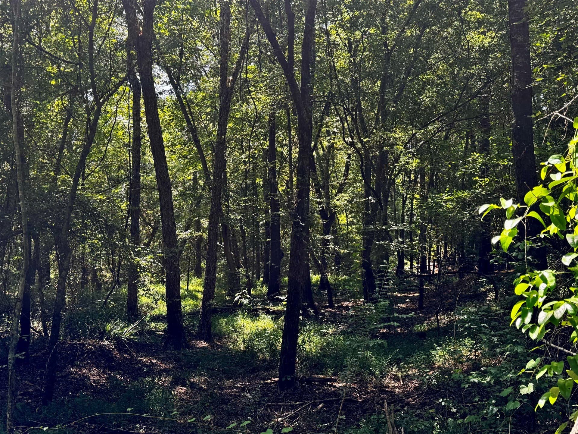 10.7 acres in Camp County - photo 12
