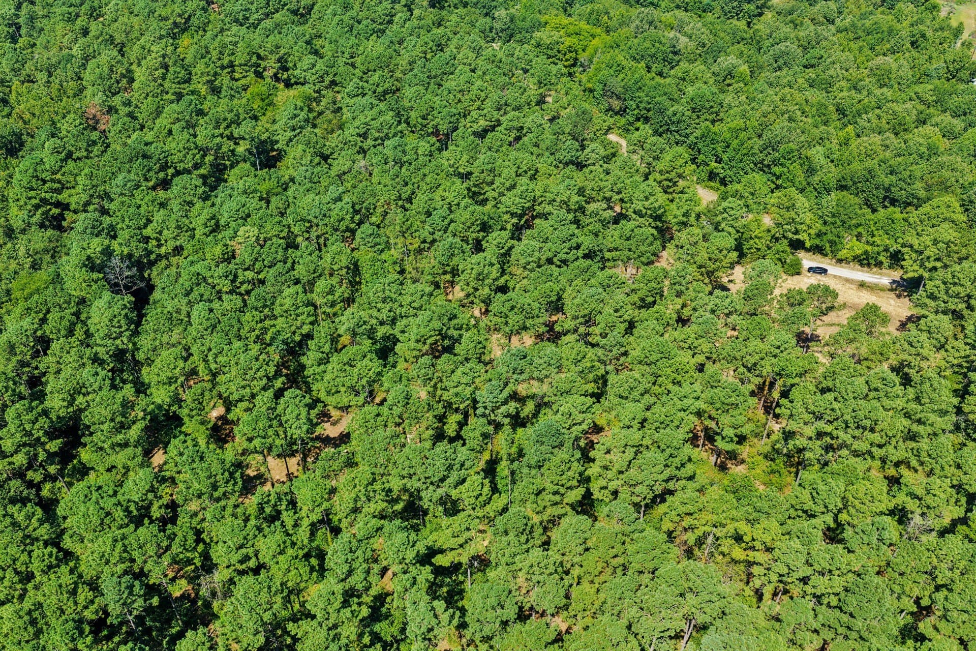 10.7 acres in Camp County - photo 9