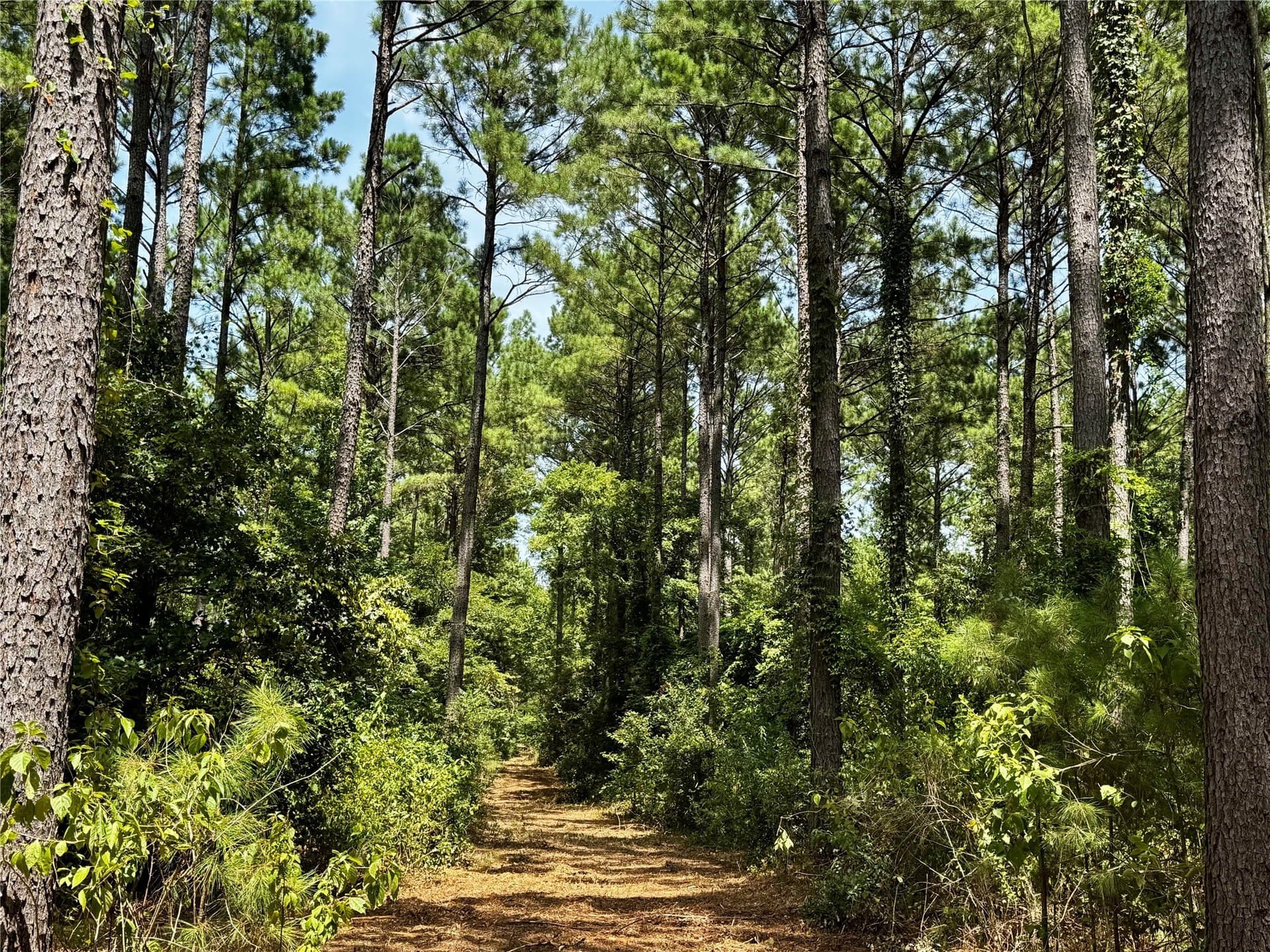10.7 acres in Camp County - photo 16