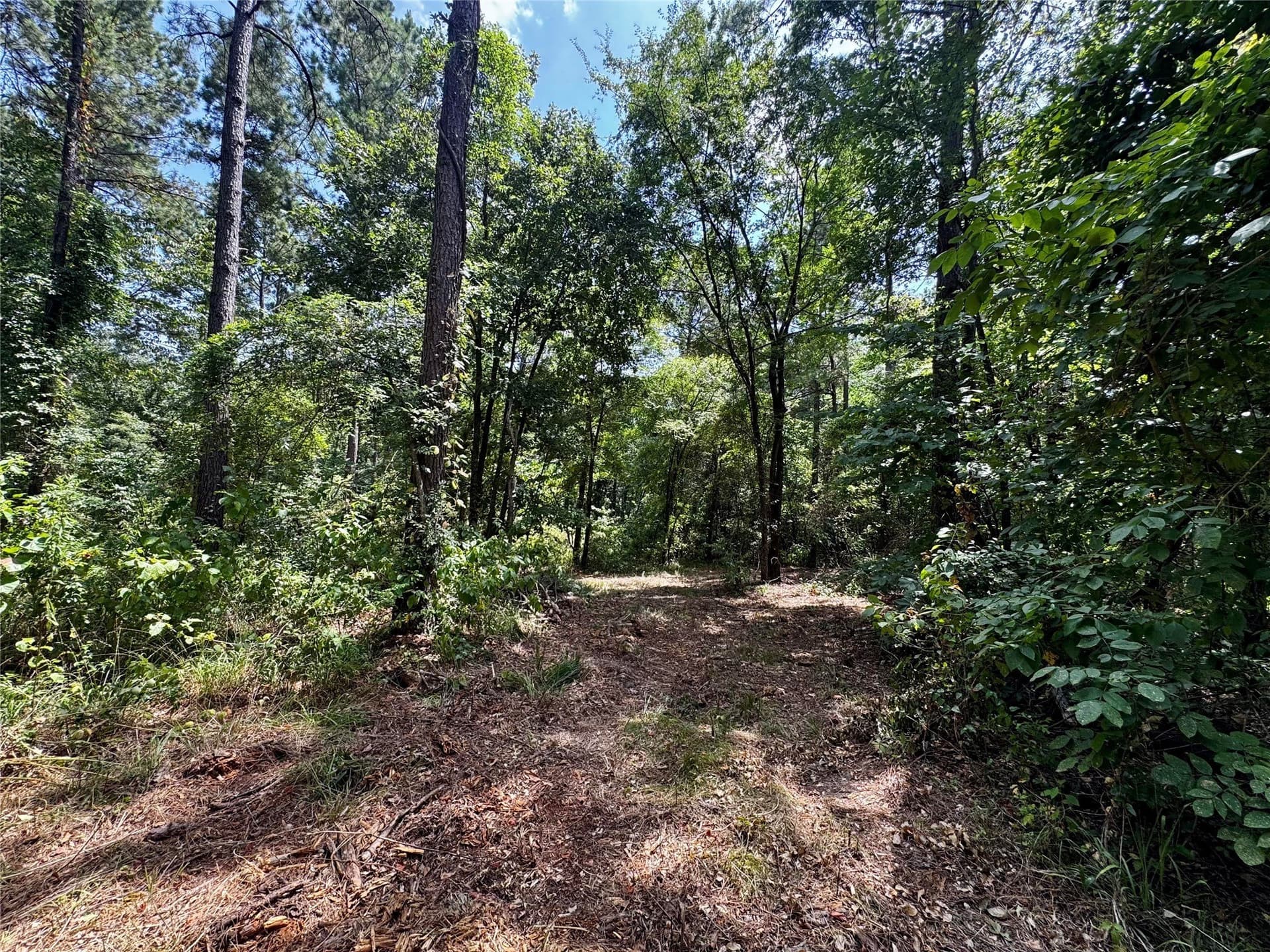 10.7 acres in Camp County - photo 15