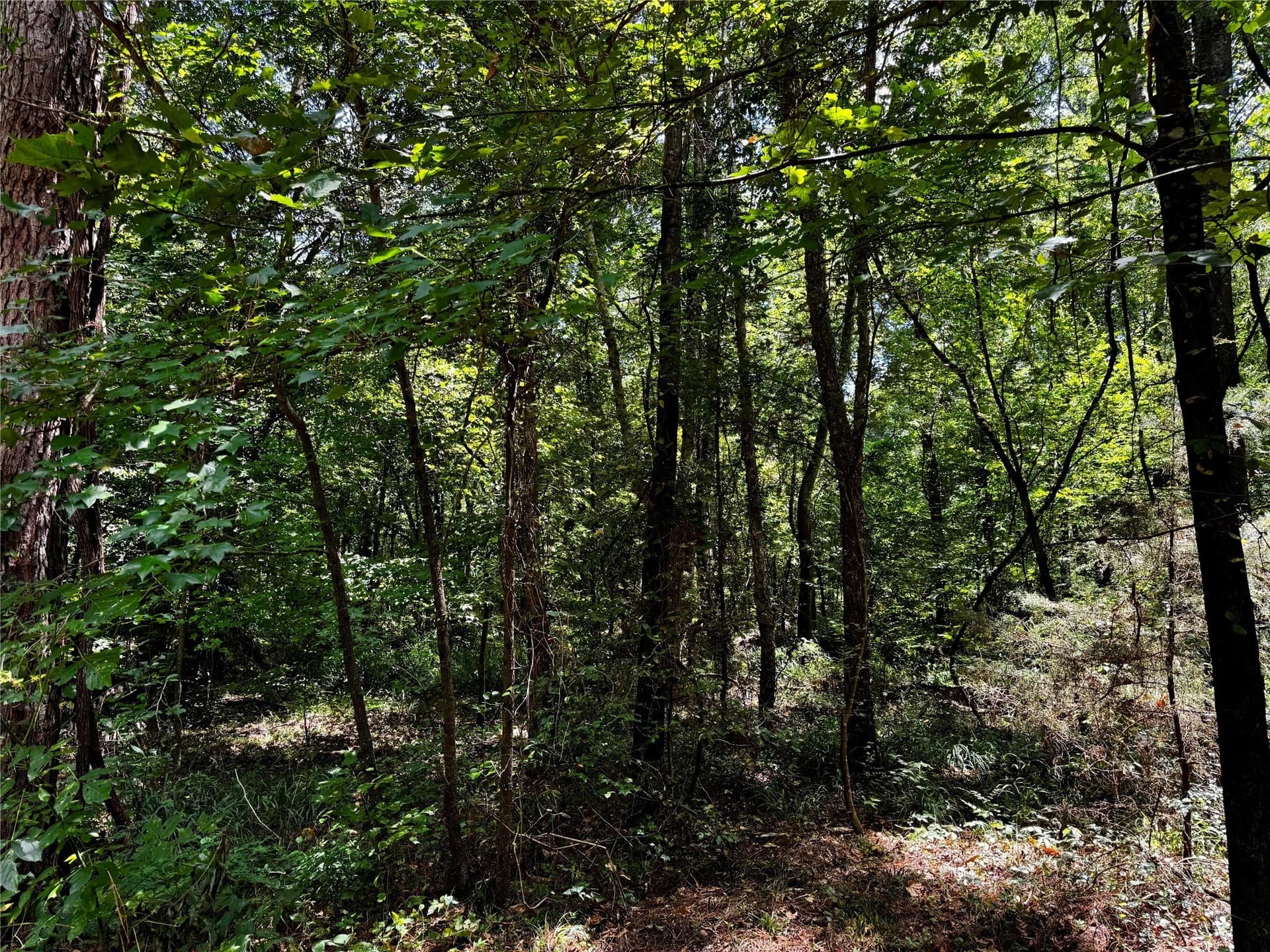10.7 acres in Camp County - photo 13
