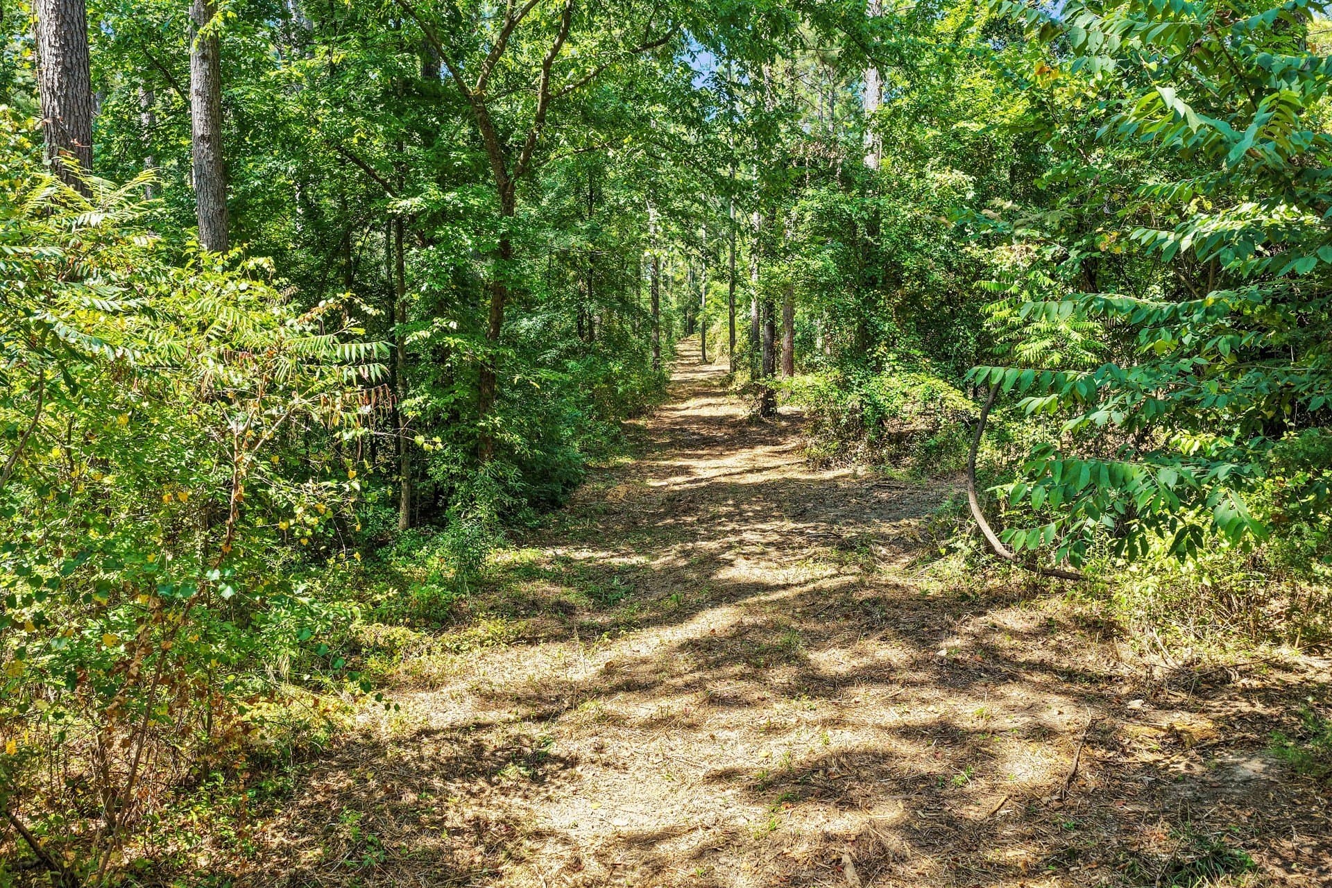 10.7 acres in Camp County - photo 24