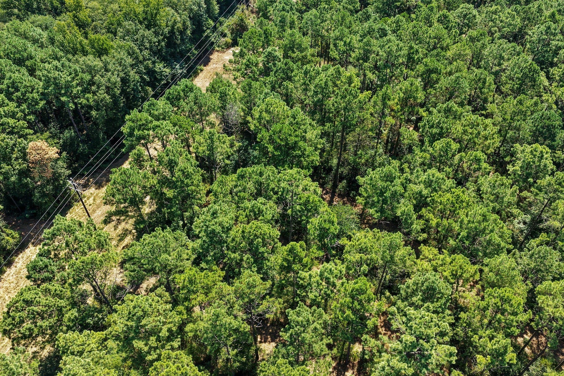 10.7 acres in Camp County - photo 7