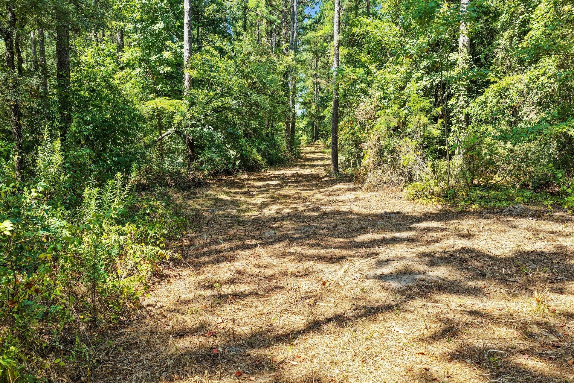 10.7 acres in Camp County - photo 26