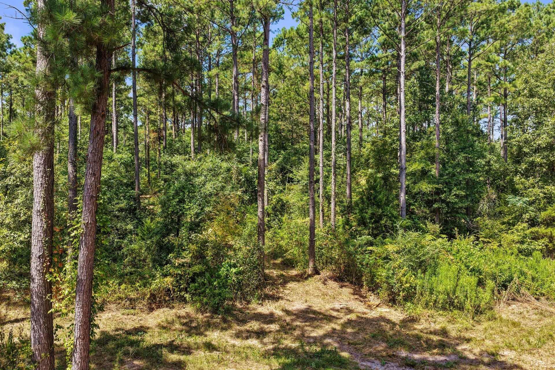 10.7 acres in Camp County - photo 33