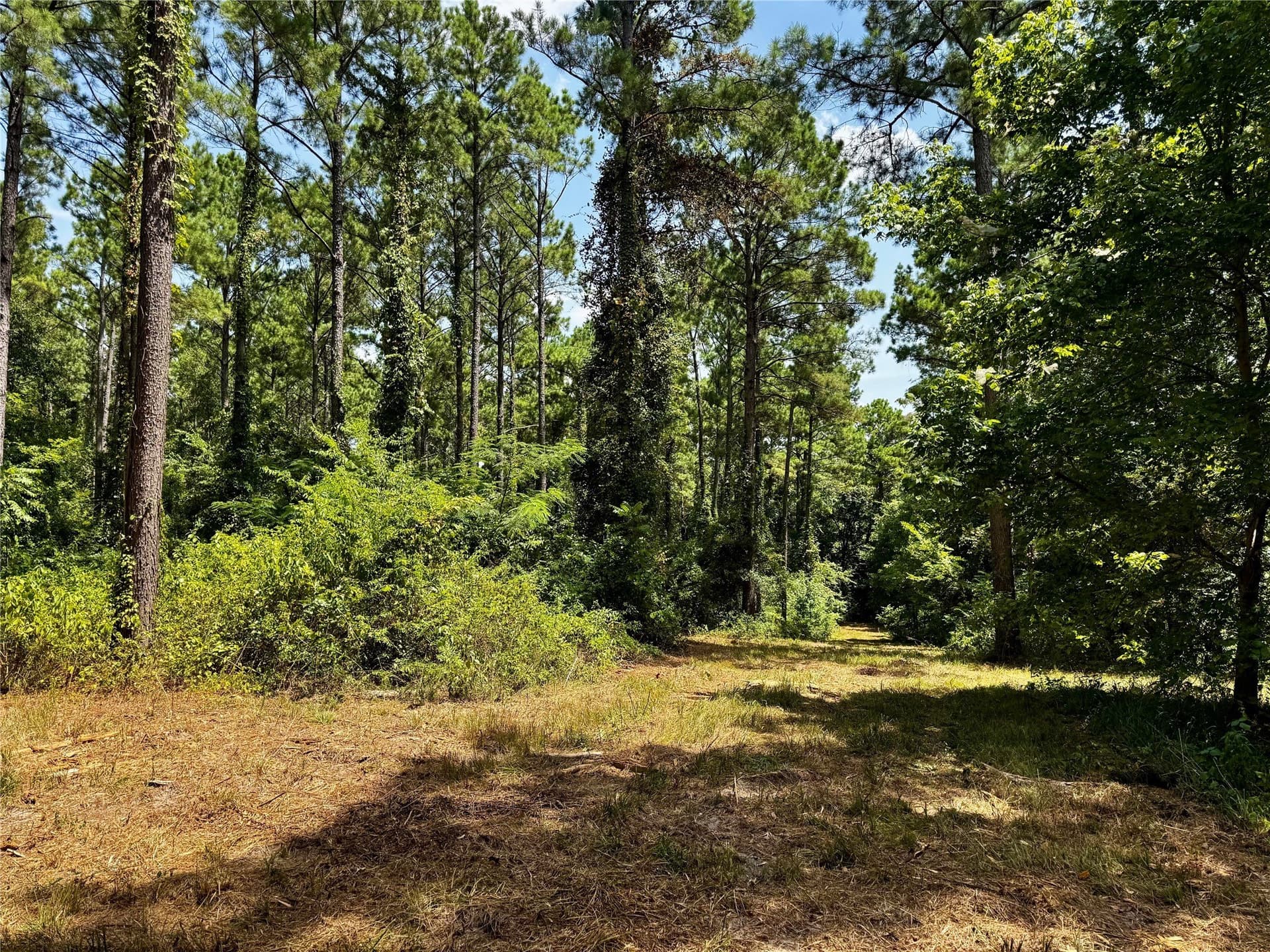 10.7 acres in Camp County - photo 11