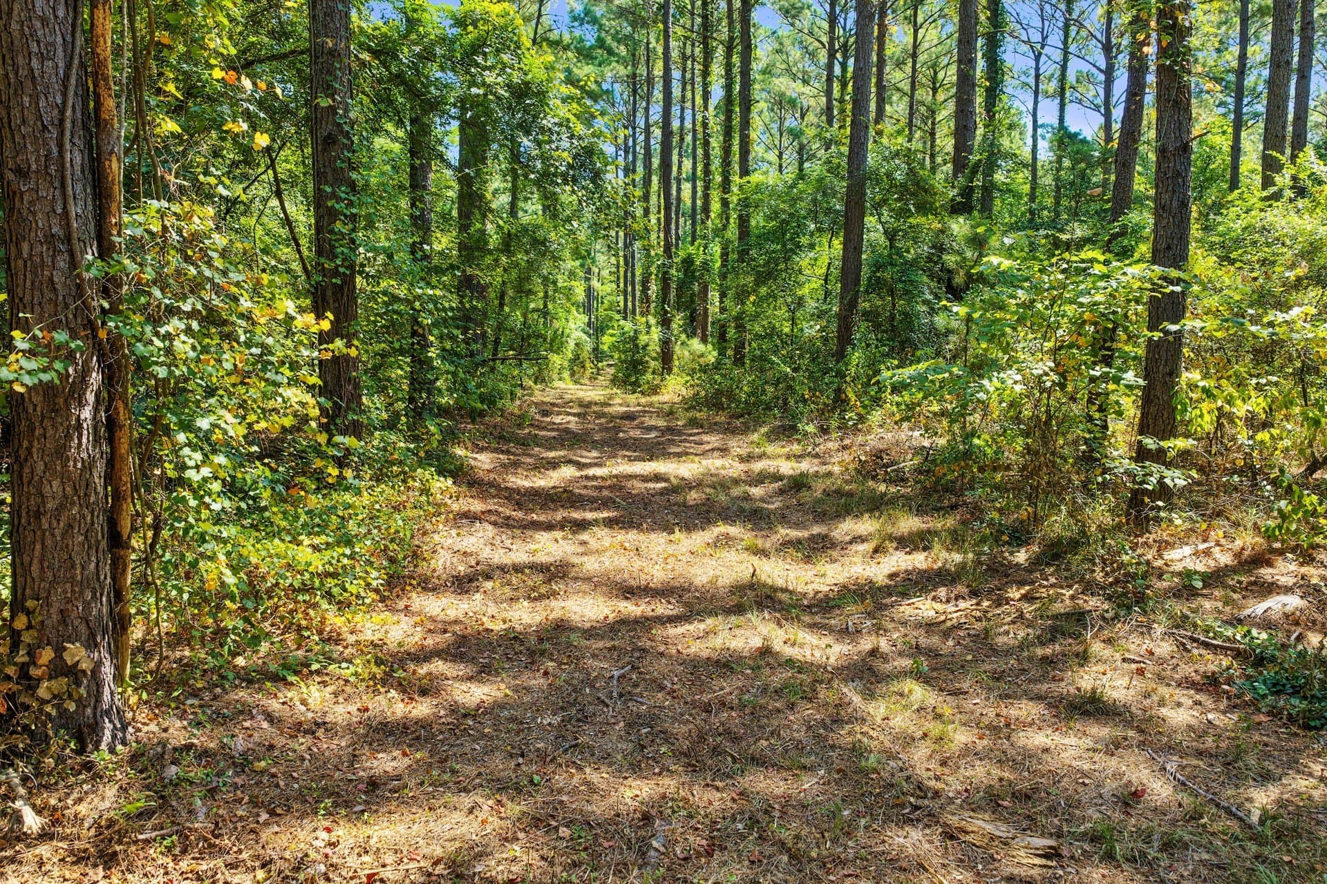 10.7 acres in Camp County - photo 28