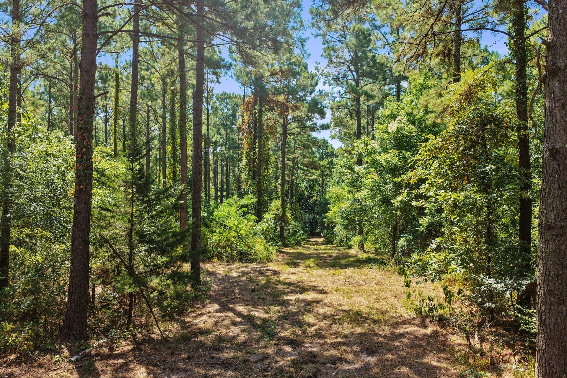 10.7 acres in Camp County - photo 21