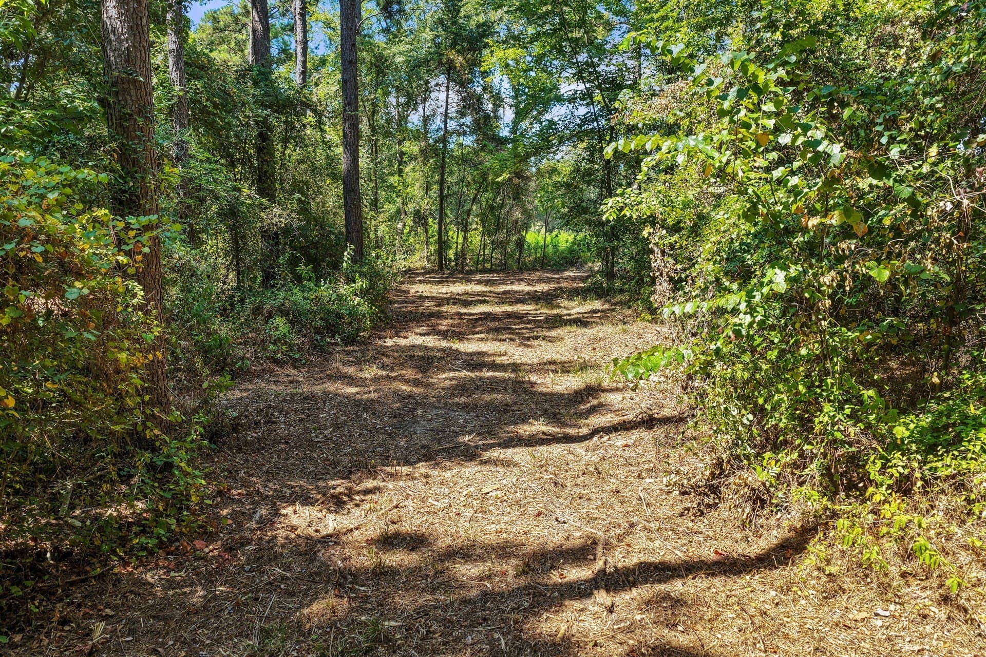 10.7 acres in Camp County - photo 27
