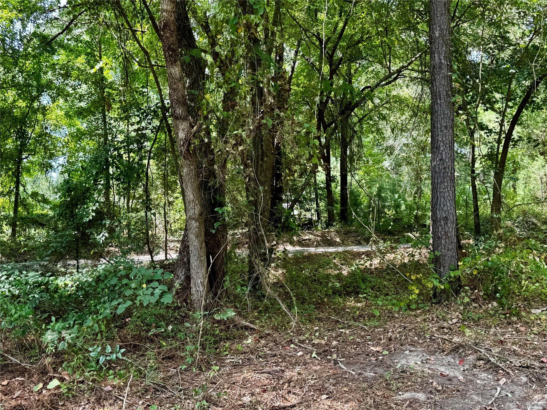 10.7 acres in Camp County - photo 17