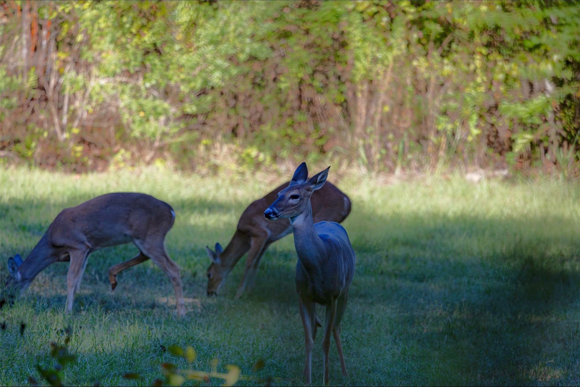126 acres in Panola County - photo 4