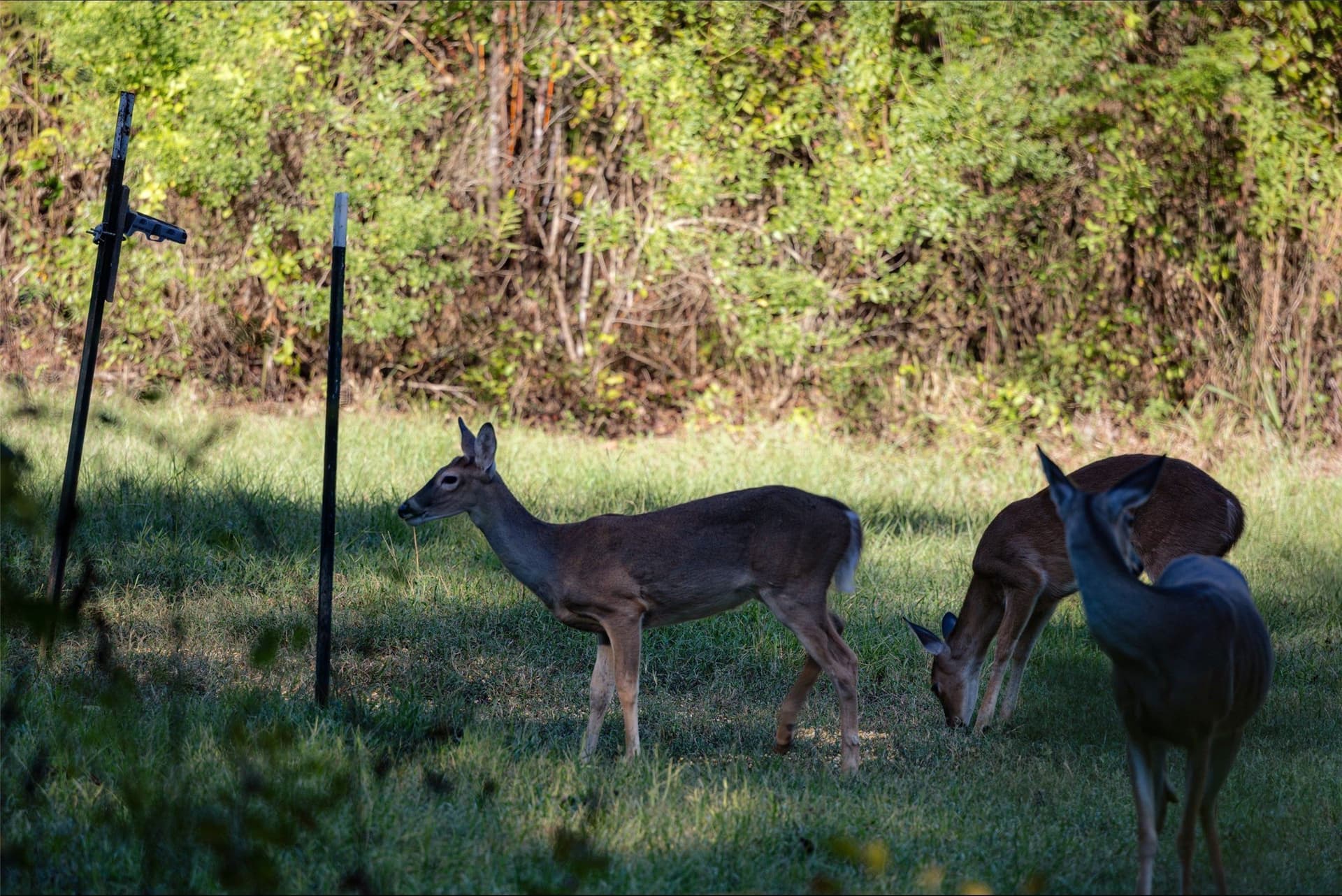 126 acres in Panola County - photo 34