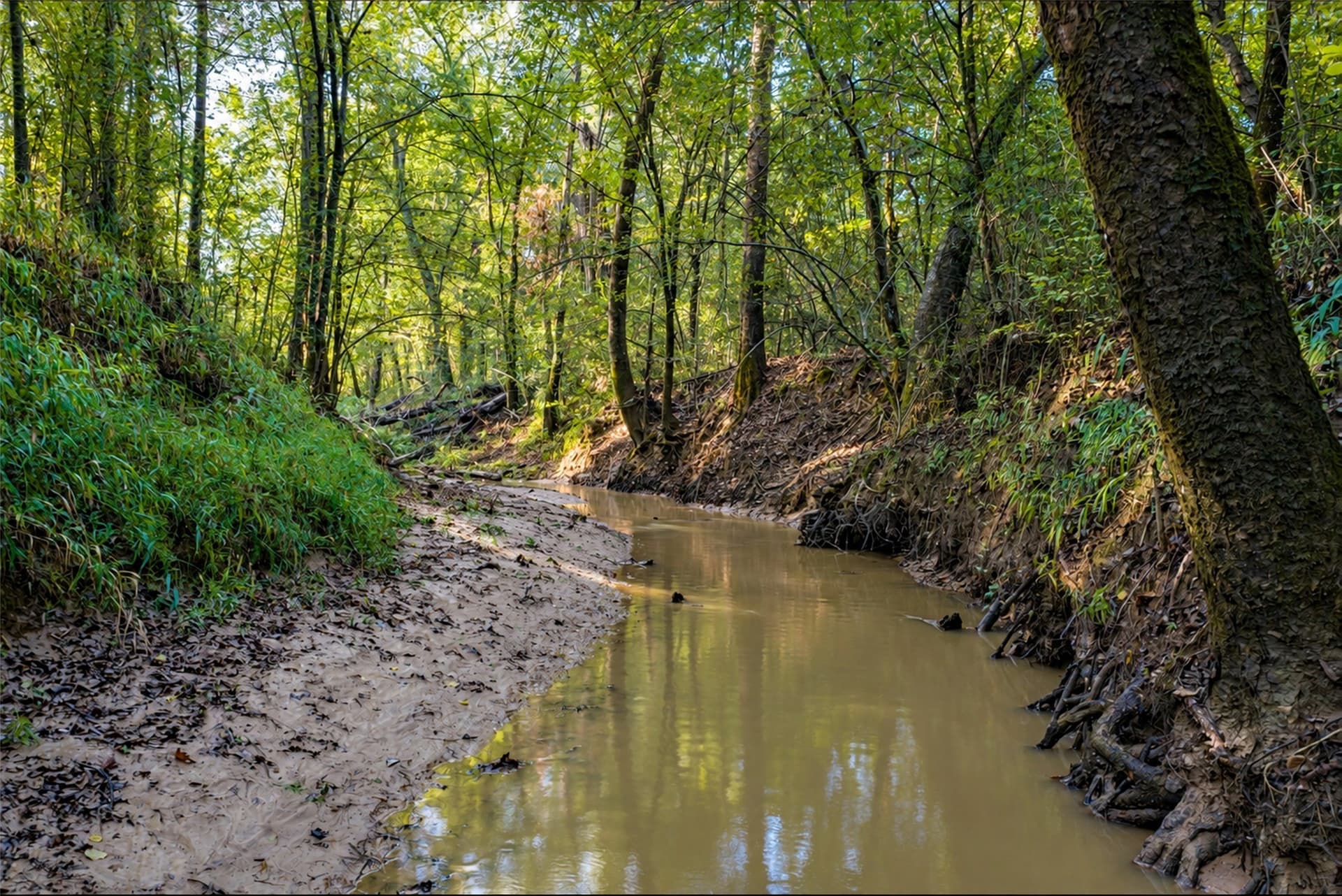 126 acres in Panola County - photo 9