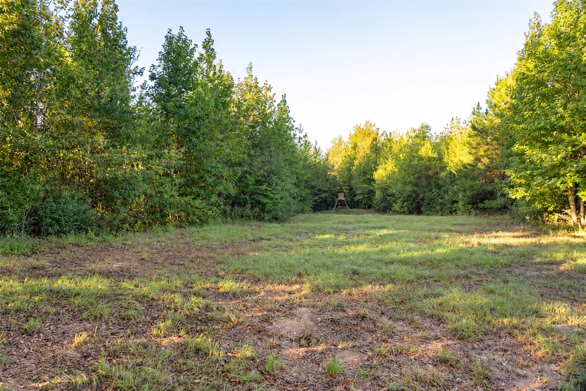 126 acres in Panola County - photo 37