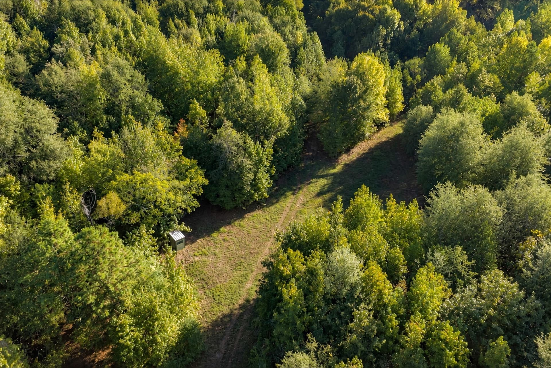 126 acres in Panola County - photo 35
