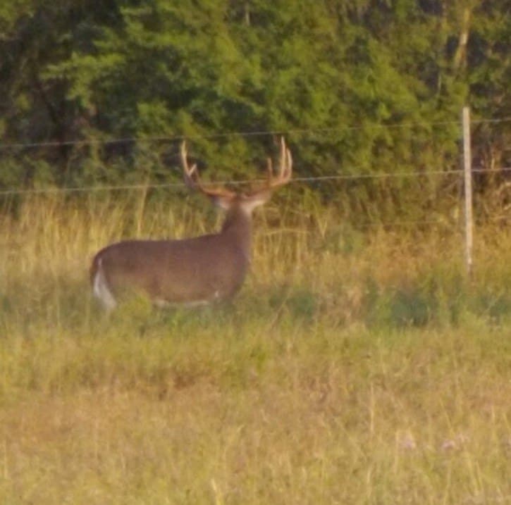 408.58 acres in Jim Wells County gallery image 3