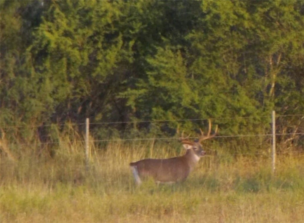 408.58 acres in Jim Wells County gallery image 4