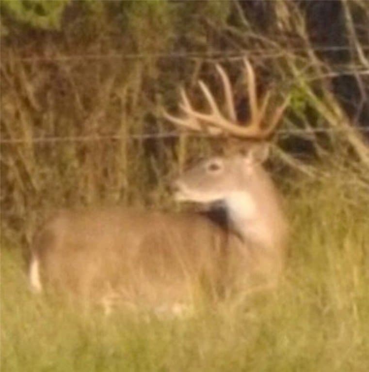 408.58 acres in Jim Wells County gallery image 2