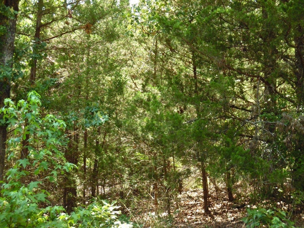 0.21 acres in Van Zandt County gallery image 4