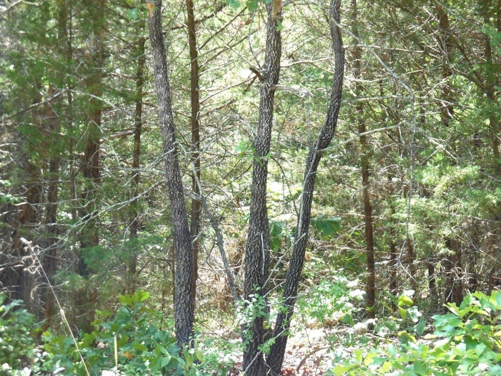 0.21 acres in Van Zandt County - photo 6