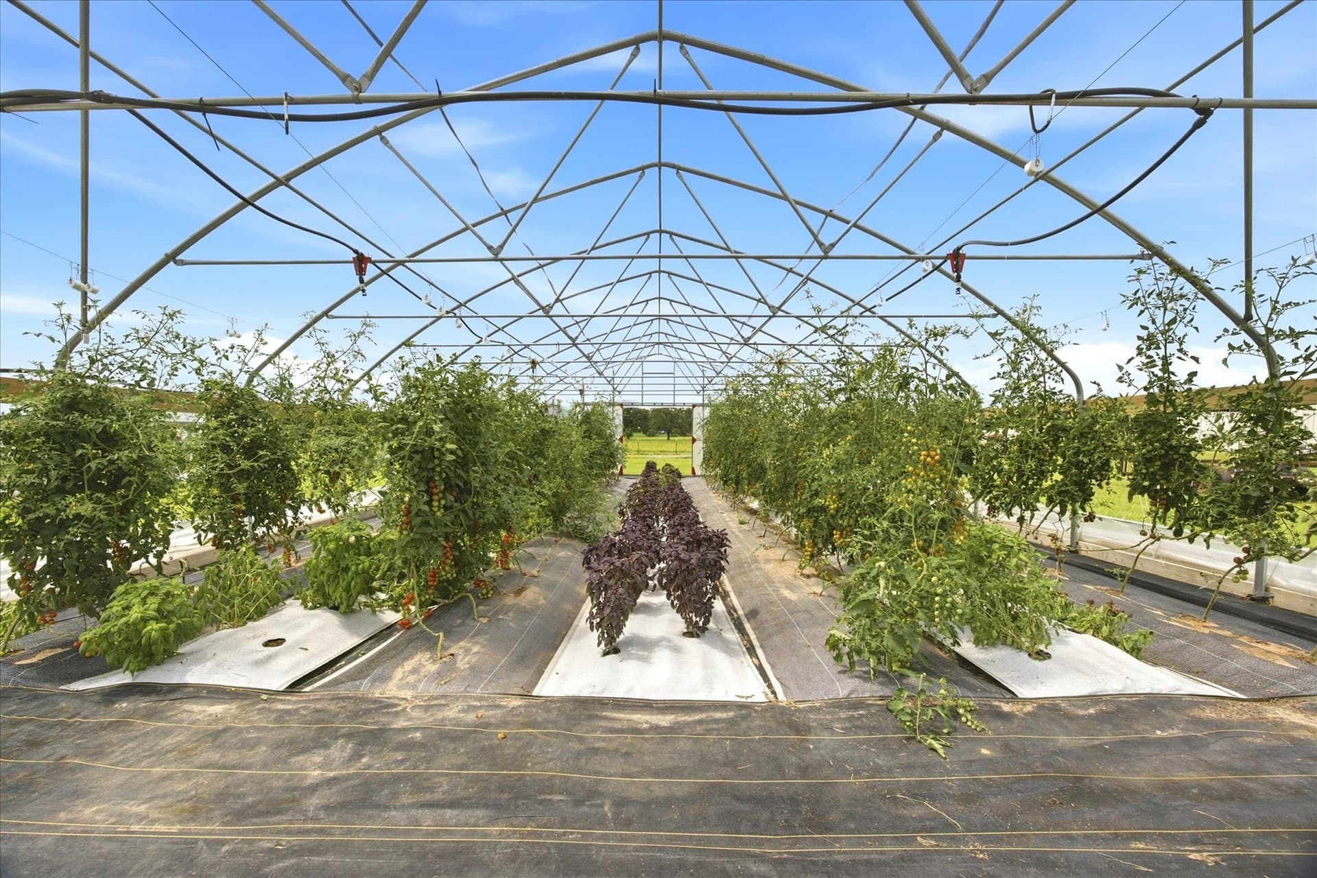 7.7 acres in Rains County gallery image 4