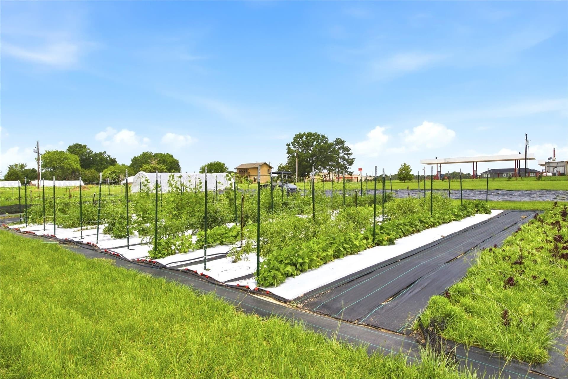 7.7 acres in Rains County gallery image 2