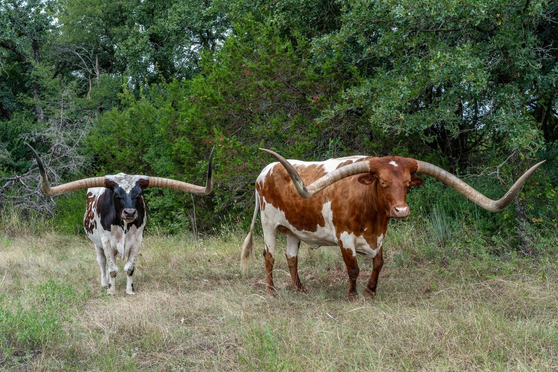 102.42 acres in Erath County gallery image 4