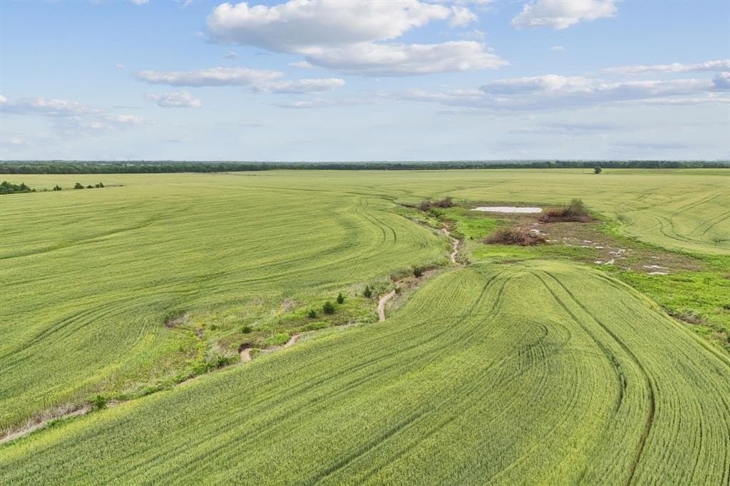 185 acres in Lamar County gallery image 4