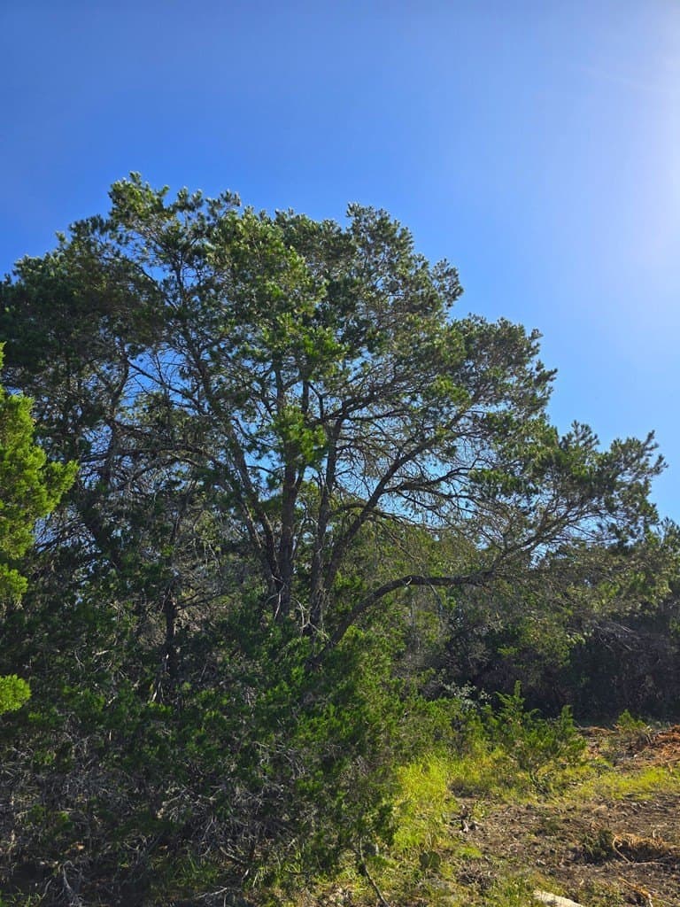 60.01 acres in Real County - photo 45