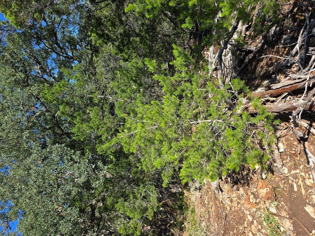 60.01 acres in Real County - photo 41