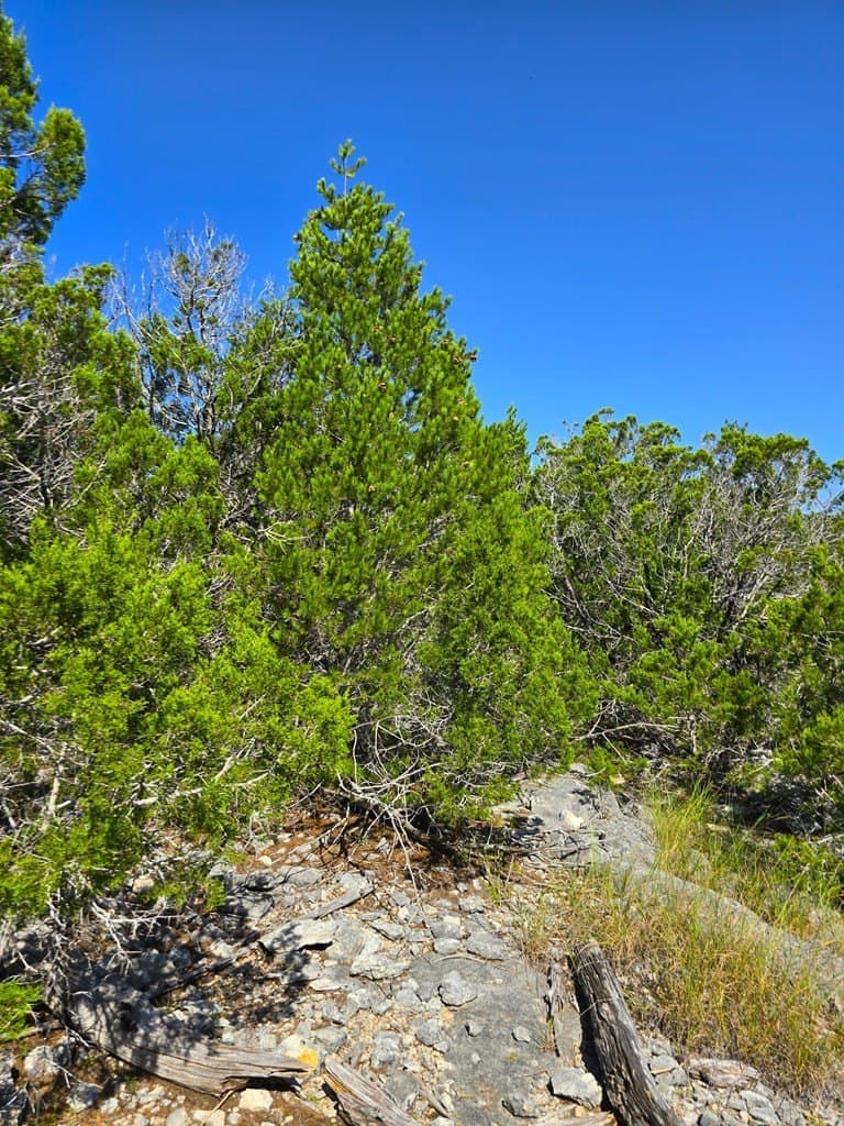 60.01 acres in Real County - photo 68