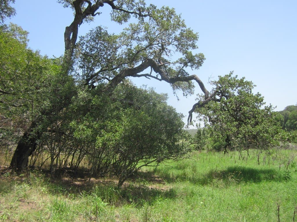15.12 acres in Bandera County - photo 4