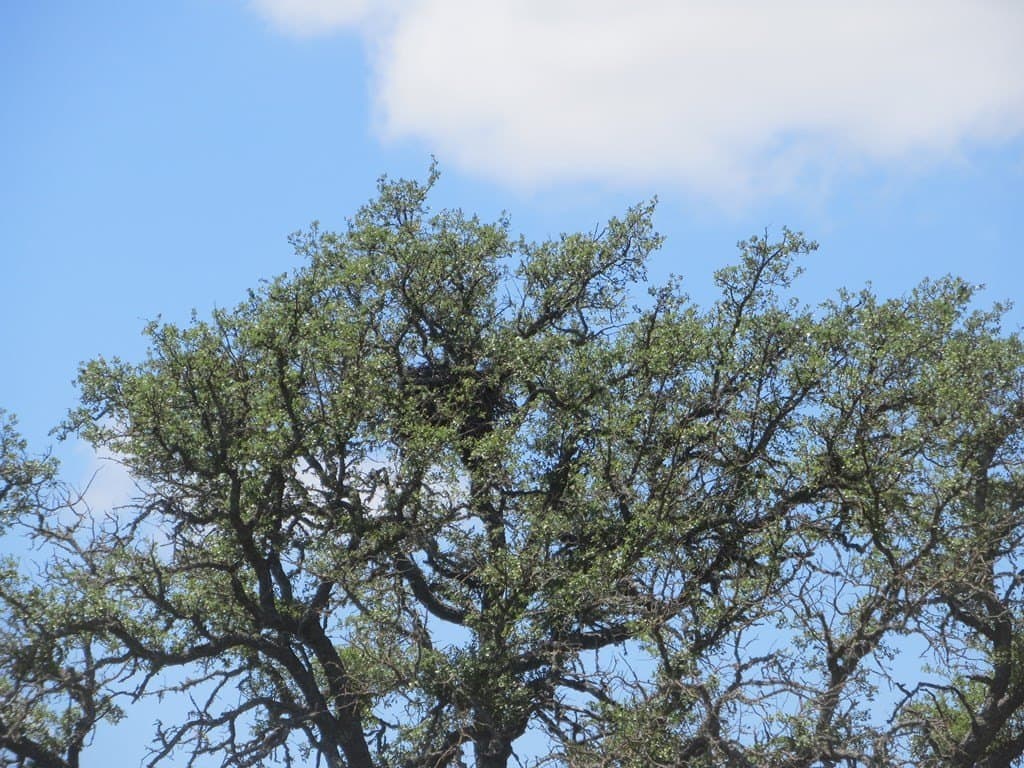655.6 acres in Kimble County - photo 21