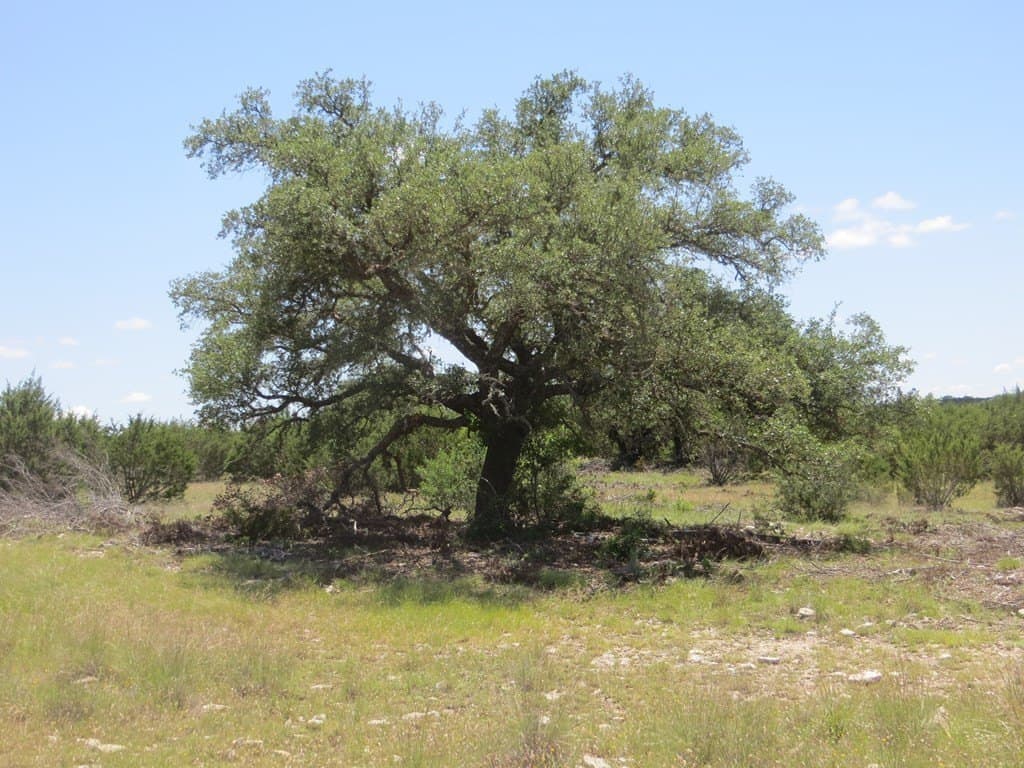 655.6 acres in Kimble County - photo 20