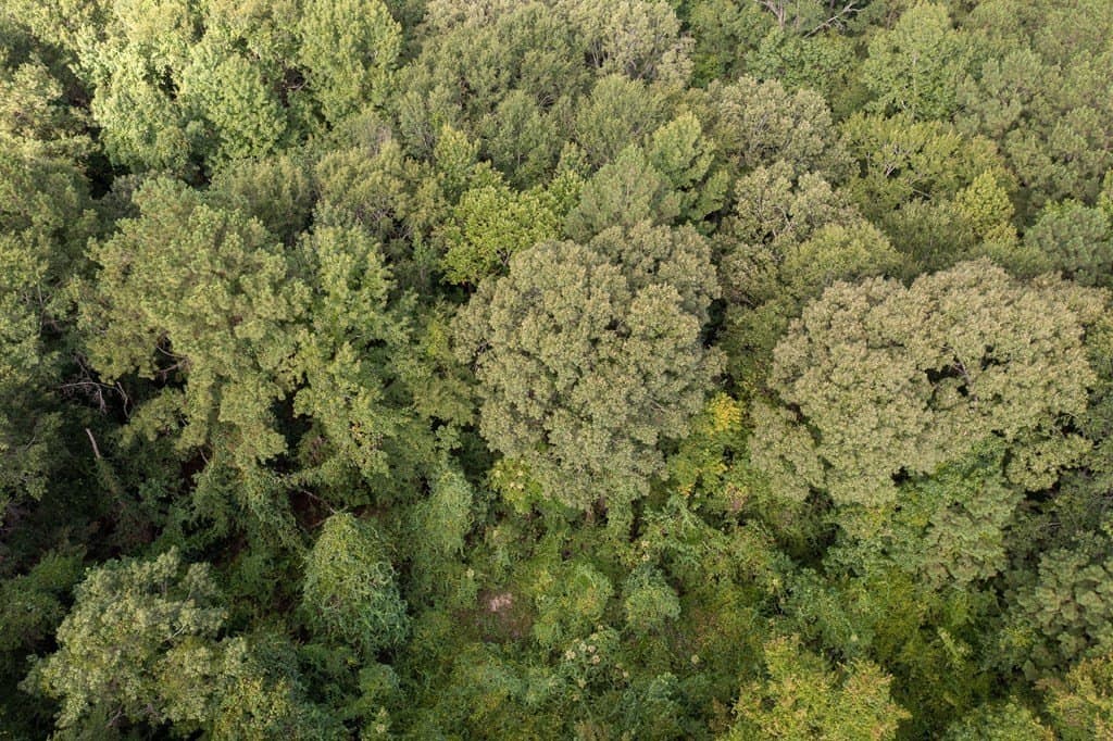 8.25 acres in Texas County - photo 4