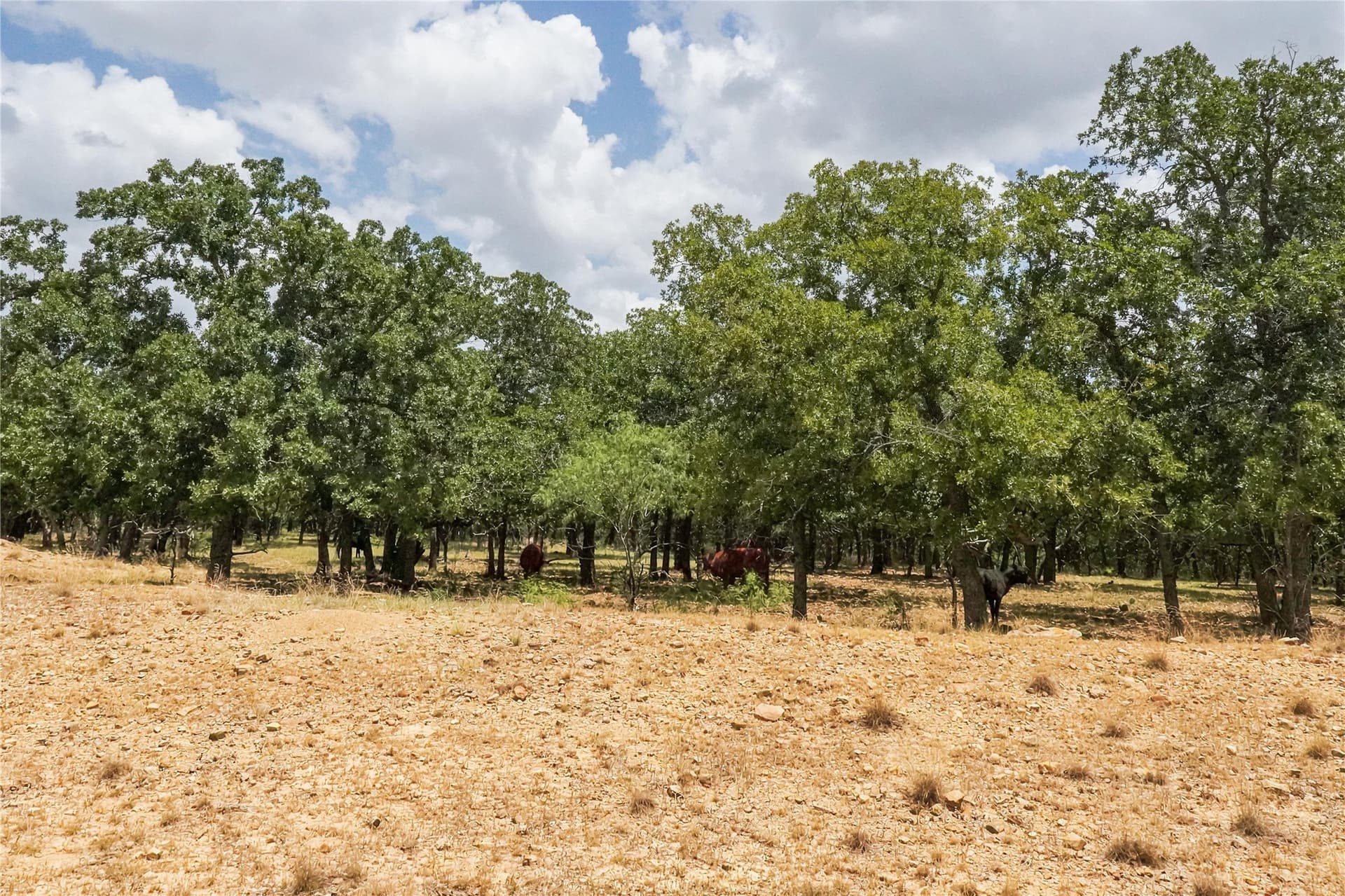 16.5 acres in Jack County - photo 34