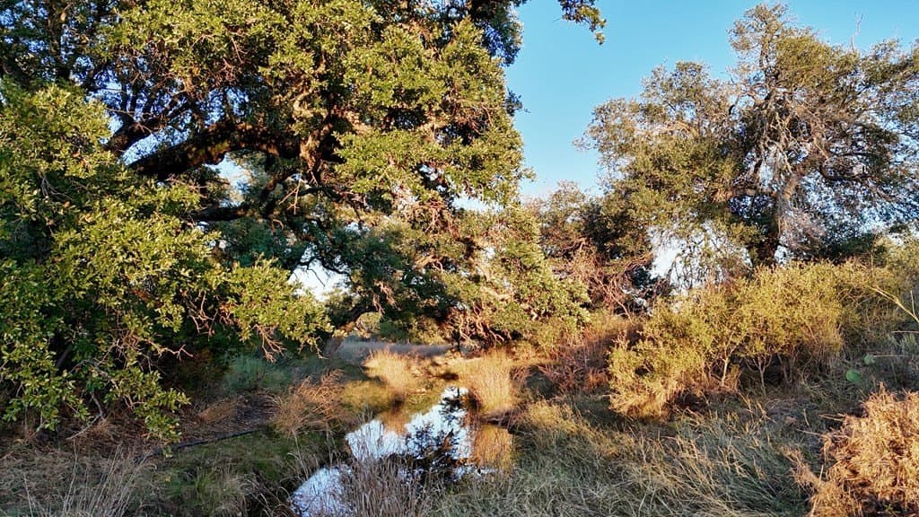 75.9 acres in Llano County - photo 7
