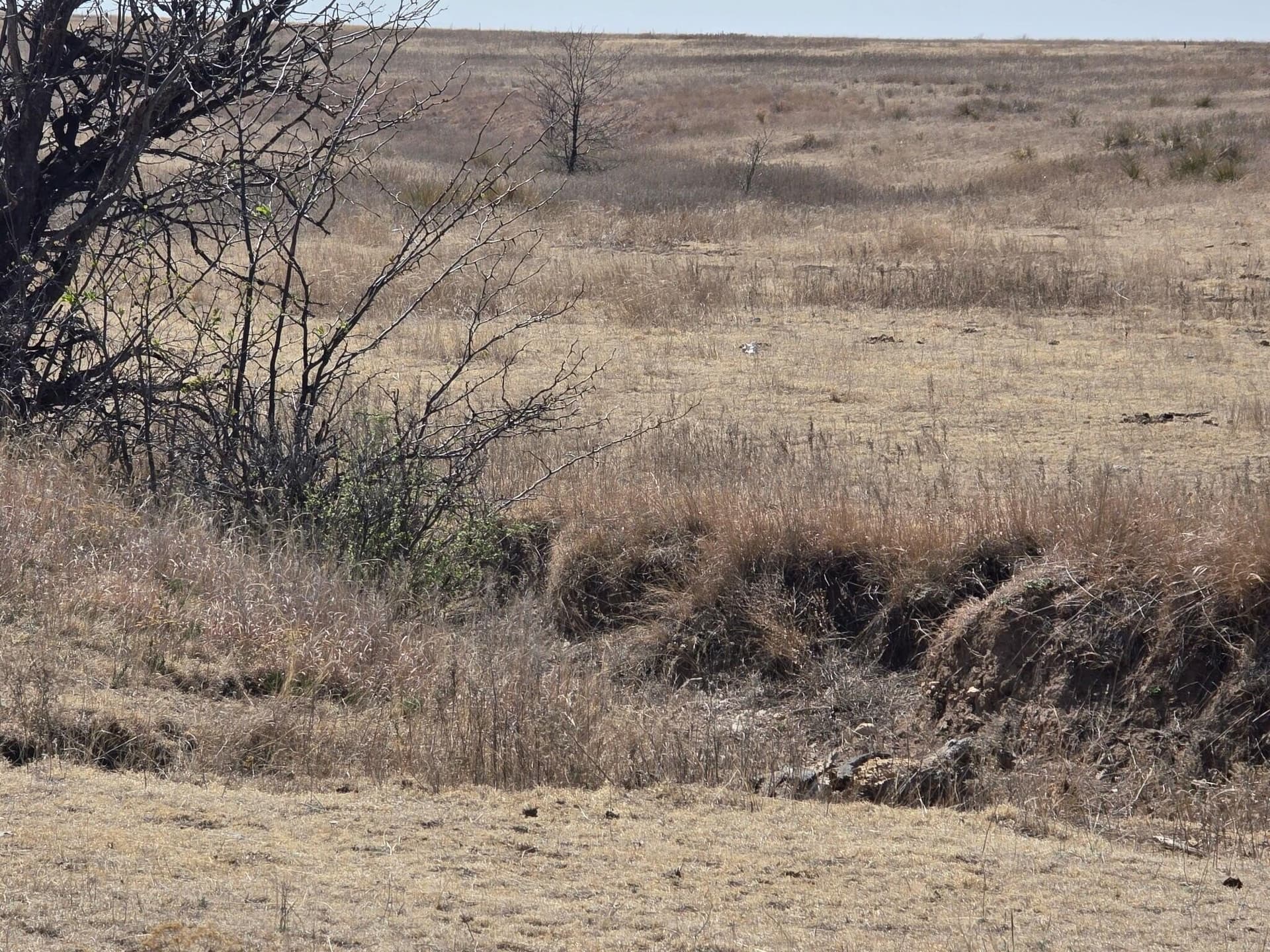 627 acres in Ochlitree County gallery image 4