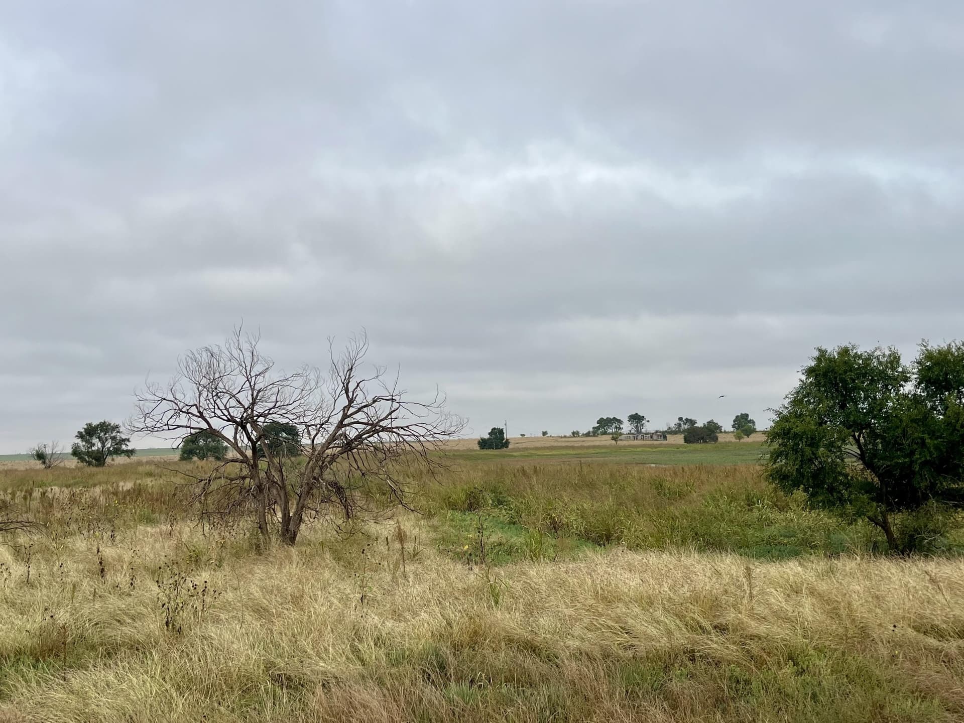 40 acres in Hockley County gallery image 2