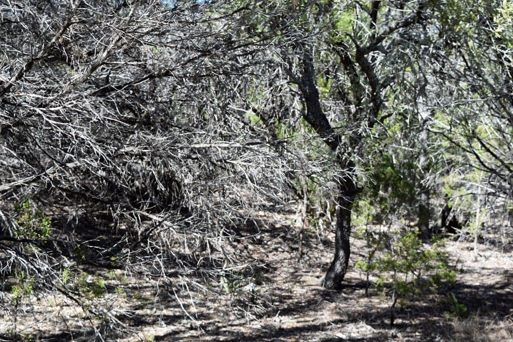 10 acres in Bandera County gallery image 3