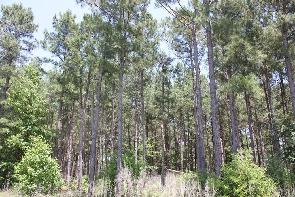 32.73 acres in Texas County gallery image 3