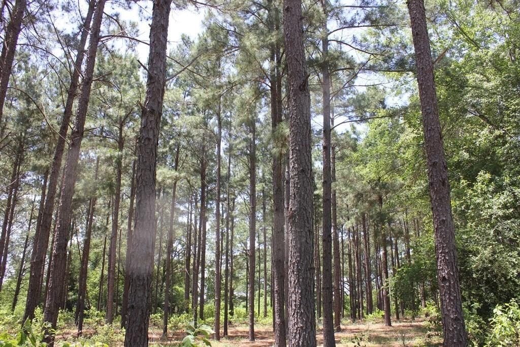 32.73 acres in Texas County