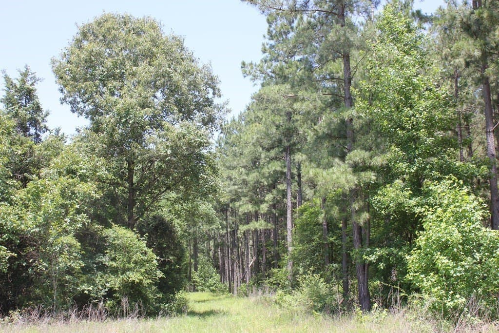 32.73 acres in Texas County gallery image 4