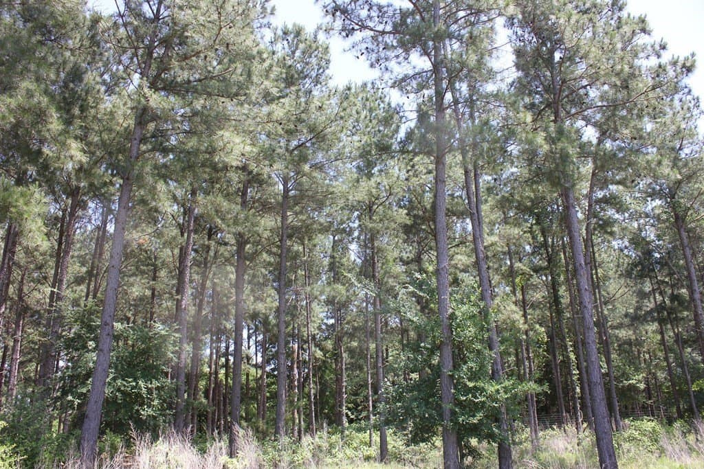 32.73 acres in Texas County gallery image 2